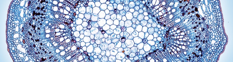 Functional Fertilizers