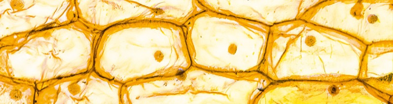 Micro-element Fertilizers