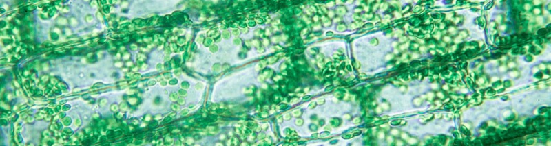 Mono-element Fertilizers